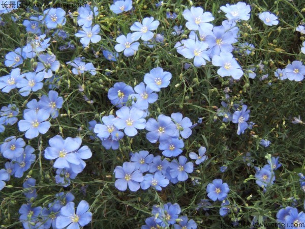藍花亞麻