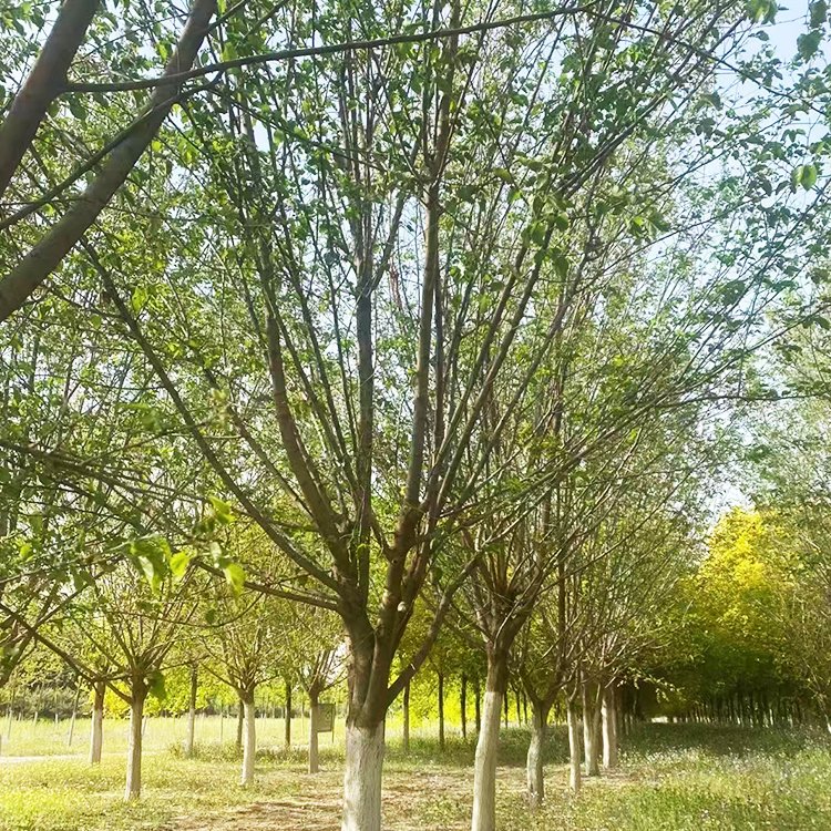 桑樹 桑樹